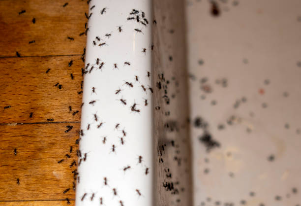Best Insect Control  in Thornville, OH